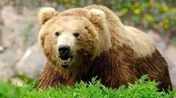  یک قلاده خرس در گیلانغرب مجروح شد