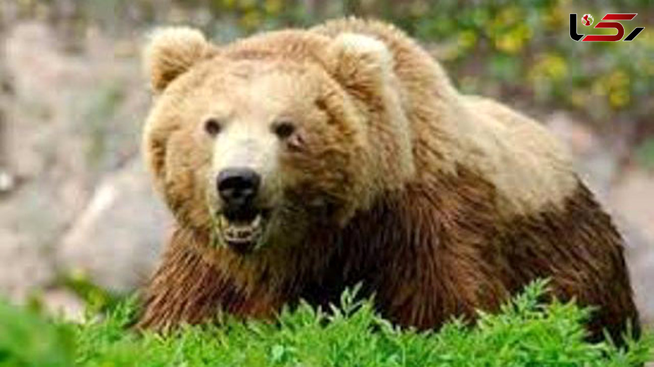  یک قلاده خرس در گیلانغرب مجروح شد