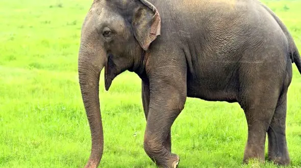 فیل عصبانی صاحبش را کشت 