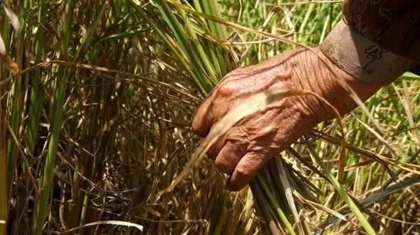 افزایش سن بازنشستگی ستمی که به کشاورزان ایرانی روا شد 