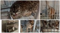 دردناکترین فیلم از 5 حیوان وحشی در جنوب تهران ! / 5 گربه سان و 10 سگ تزئینی در اسارت مرد بی شرم !