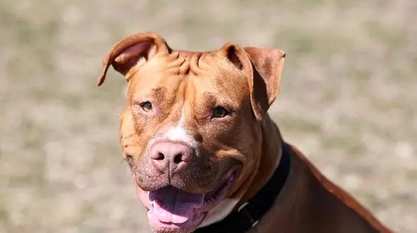 حمله سگ یک کودک 15 ماهه را تا پای مرگ برد 