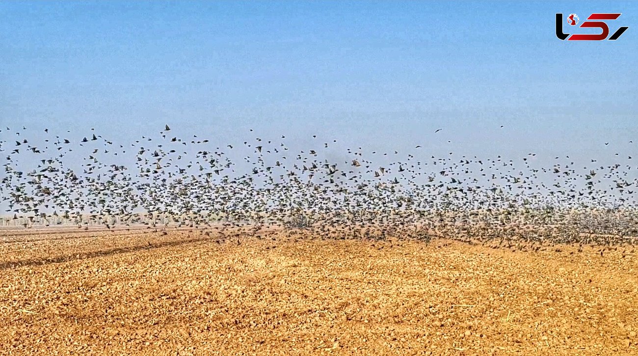 دستاوردهای نشست پرنده‌نگری خوزستان در نمایشگاه گردشگری تهران