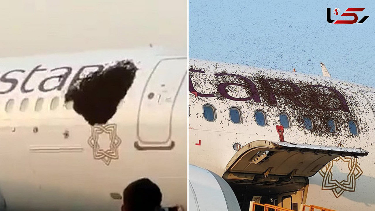 هجوم زنبورها به دو هواپیما در فرودگاه + فیلم