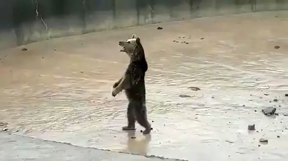 نجات خرس و 2 توله اش در فضای وحشتناک کرمانشاه