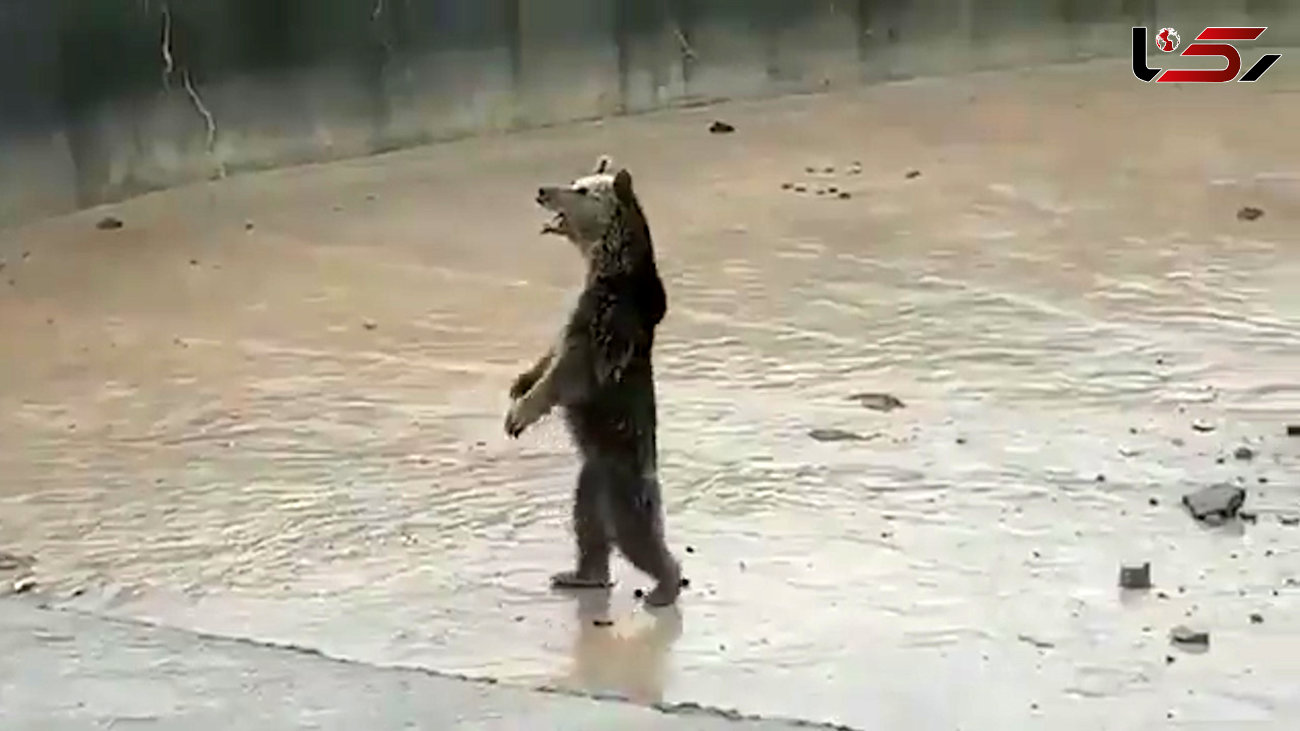 نجات خرس و 2 توله اش در فضای وحشتناک کرمانشاه
