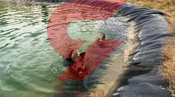 دو  گراز وحشی شرق تهران را به هم ریختند / عملیات ویژه آتش نشانان+ فیلم 