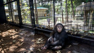 شامپانزه شگفت انگیزی که قفس خود را به طرز حرفه‌ای جارو می‌زند + فیلم 