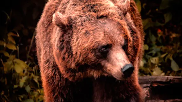 ببینید خانواده خرس بامزه