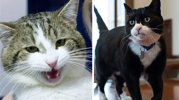 کتک کاری گربه‌‌‌های اشرافی سوژه عکاسان شد+عکس 