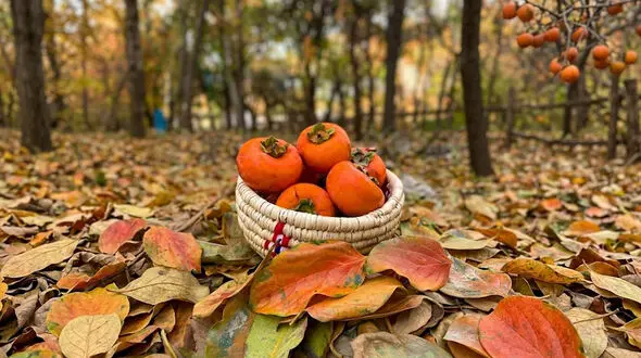 فال و طالع بینی امروز 19 مهر ماه