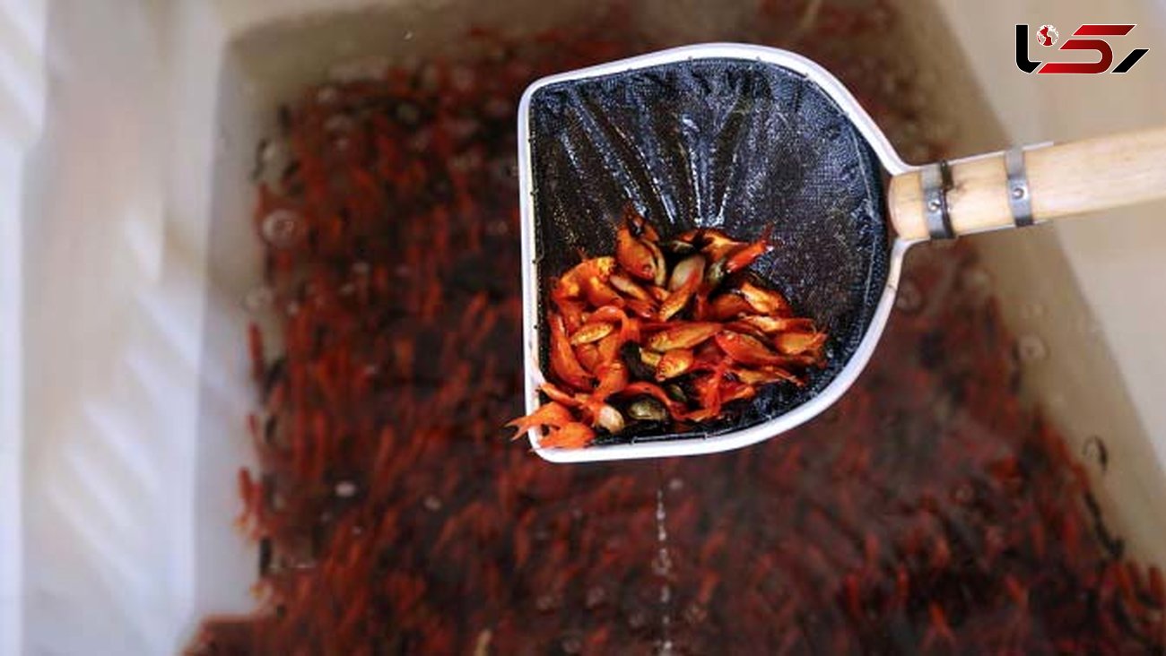 فروش ماهی قرمز نوروز بخاطر کرونا ممنوع شود