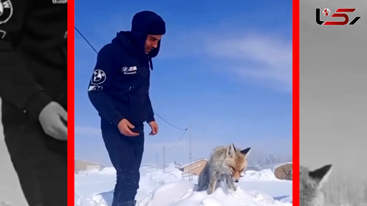 فیلم / یخ زدن ایستاده یک روباه در ترکیه
