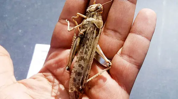 آماده باش 4 استان در برابر هجوم ملخ‌های دریایی
