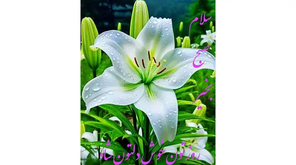 فال ابجد امروز 11 آذر + فیلم