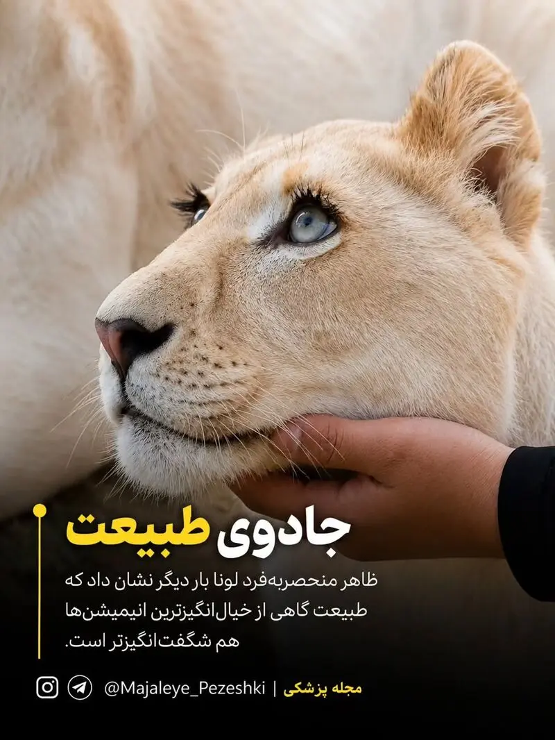 زیباترین شیر ماده