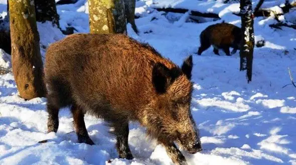 ردپای گرازهای گرسنه در مریوان