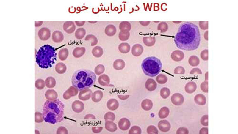 wbc در آزمایش خون