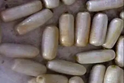 کشف 39 بسته هروئین از معده قاچاقچی در قاینات