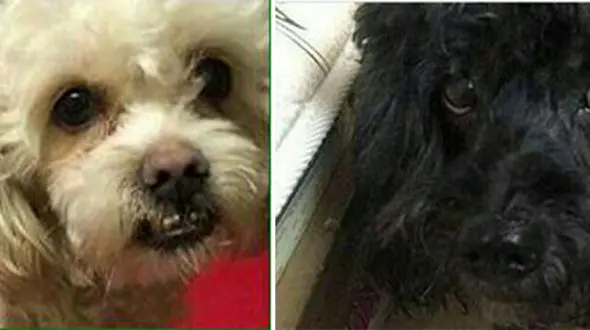 سارقان مسلح 2 سگ را در خیابان دماوند تهران ربودند!+عکس