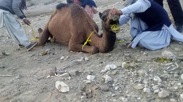 شترهای قلعه‌گنج ۸ انسان را کشتند/ دادستانی وارد عمل شد + جزئیات