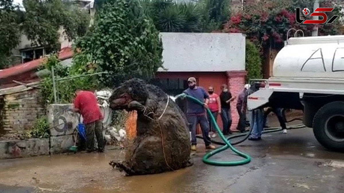 وحشت از موش غول پیکر که از انسان بزرگتر بود ! / پشت پرده جالبی داشت + فیلم / مکزیک