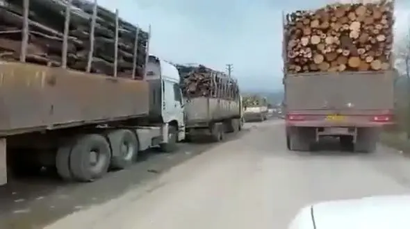 3 مرد جنگل های مازندران را به تاراج بردند 