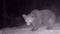 فیلم جولان پلنگ و خرس در دیلمان گیلان / تصاویر ثبت شده در شب