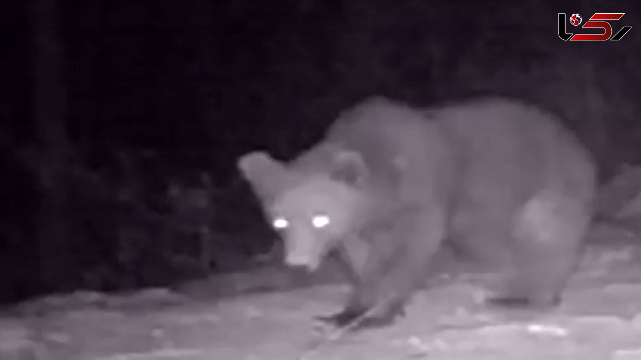 فیلم جولان پلنگ و خرس در دیلمان گیلان / تصاویر ثبت شده در شب