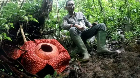  گل جسد با بوی تعفن گوشت فاسد در اندونزی+عکس