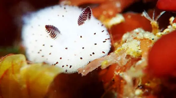 پشمالوترین موجود دریایی!