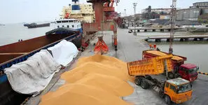 تغییر اولویت ارزی گندم دامی؛ گمرک واردات ۵۰۰ هزار تن نهاده را ابلاغ کرد