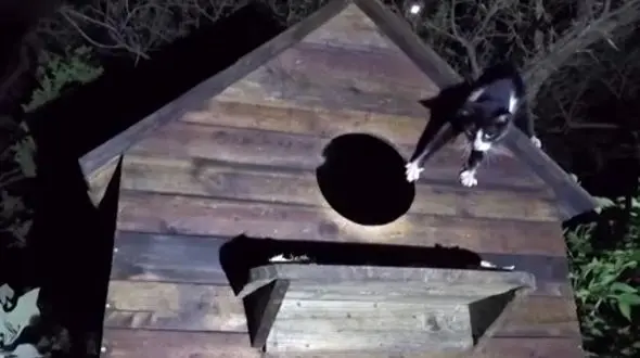  گربه دزد ، شب ها به لانه جغد می رود  + فیلم