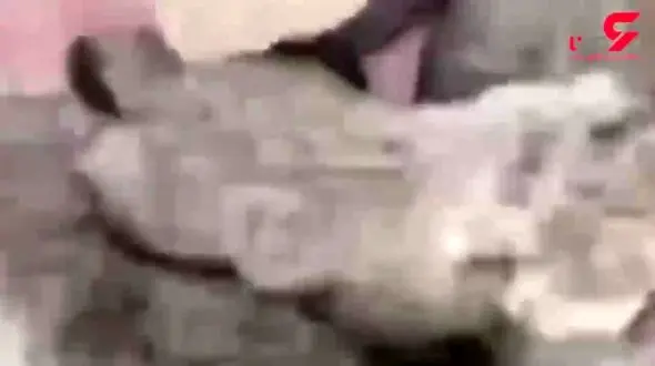 فیلم دیدنی نخستین شیردهی به بچه‌های «ایران»