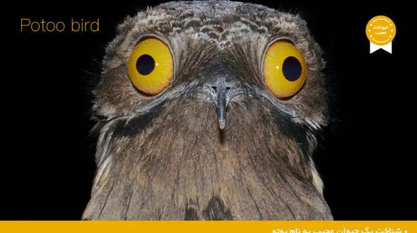  کشف یک حیوان عجیب به نام پوتو +عکس