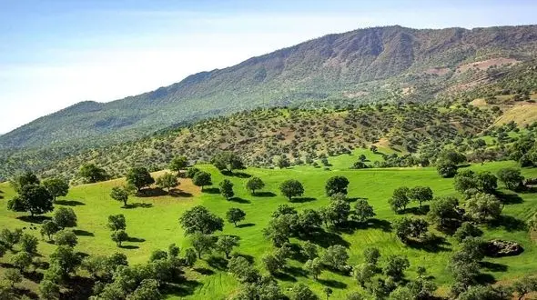 نجات جنگل های زاگرس از جمله مهمترین اولویت های سازمان جنگل ها است