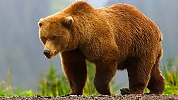 خرس مازندرانی با گلوله شکارچیان نمرد با آمپول دامپزشکان مرد 