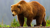خرس مازندرانی با گلوله شکارچیان نمرد با آمپول دامپزشکان مرد 