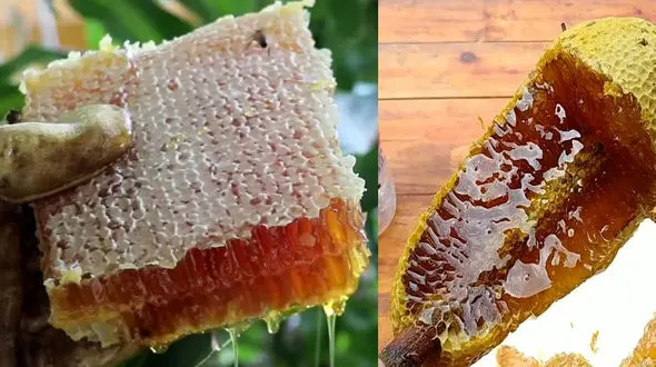 فیلم/ فرآوری حیرت انگیز عسل طبیعی را از نزدیک ببینید 