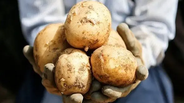 ماجرای آلودگی بالاتر از حد مجاز در محصولات کشاورزی چیست؟ / آنچه خارجی‌ها برمی‌گردانند و ما می‌خوریم 