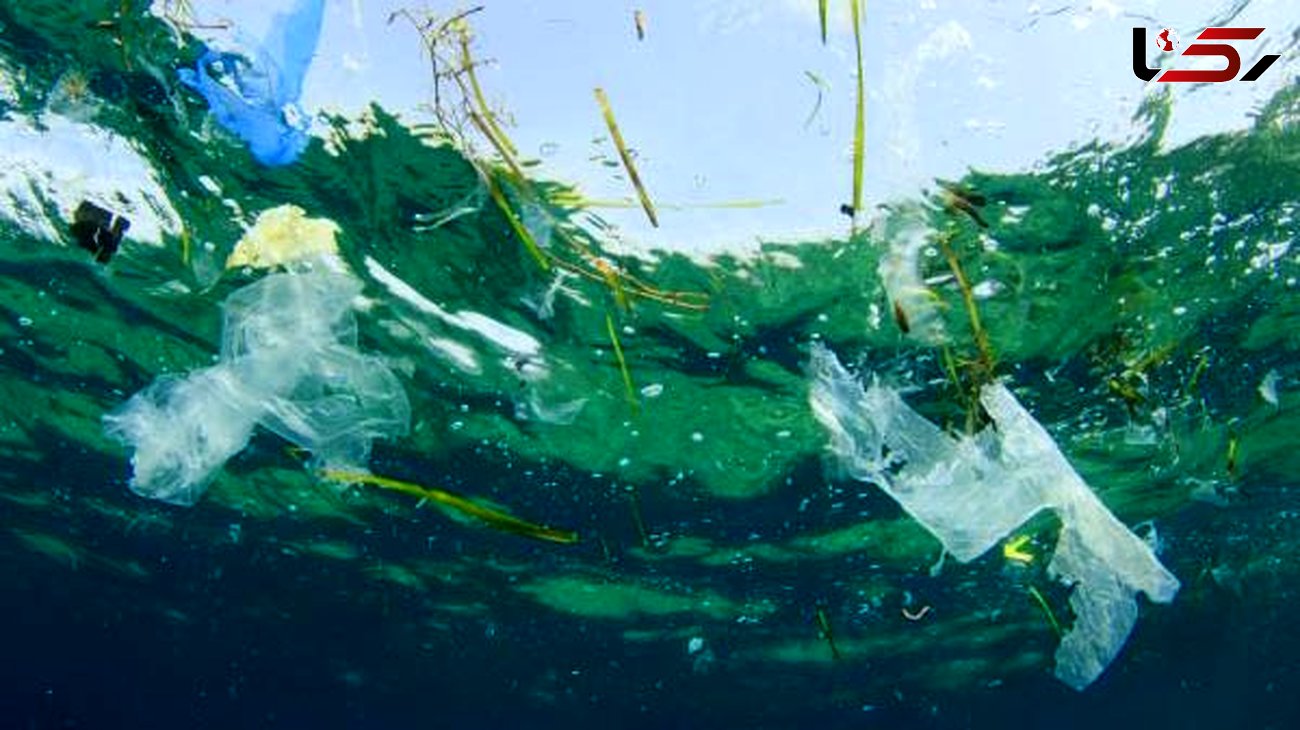 پلانکتون‌ها قادر به خرد کردن کیسه های پلاستیکی رها شده در اقیانوس هستند