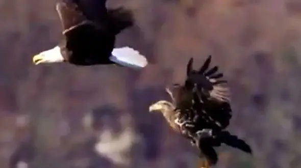 از سلاطین آسمان تا عاقبت پرو بازی