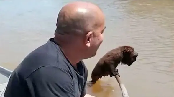 عجیب ترین صحنه از نجات میمون از مرگ توسط انسان + فیلم