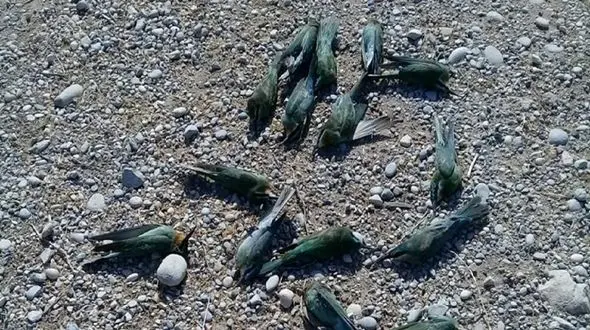 مرگ مشکوک 200 پرنده در حاشیه کارون