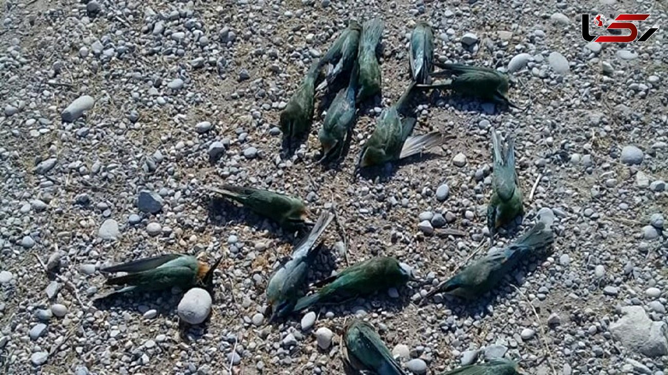 مرگ مشکوک 200 پرنده در حاشیه کارون