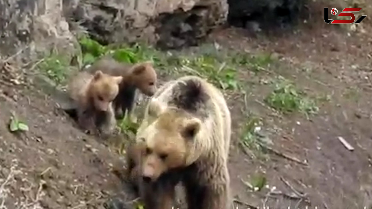 فیلمی از زندگی خرس مادر با 3 توله اش در مازندران 