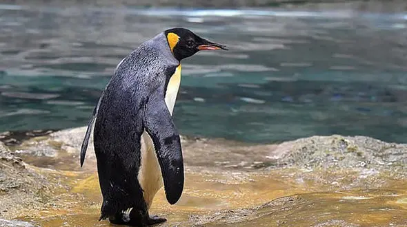 پنگوئن در چنگ نهنگ، نجاتش در قایق گردشگران + فیلم