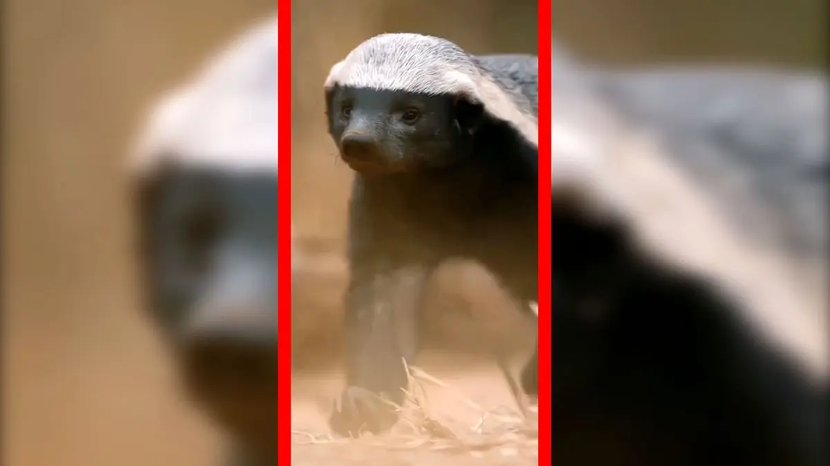 فیلم مستند کوتاه از گورکن عسل خوار