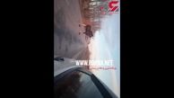 حمله گوزن به یک خودرو عبوری در روسیه +فیلم
