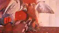 فیلم شکار زنده اردک توسط شاهین برای جوجه ها